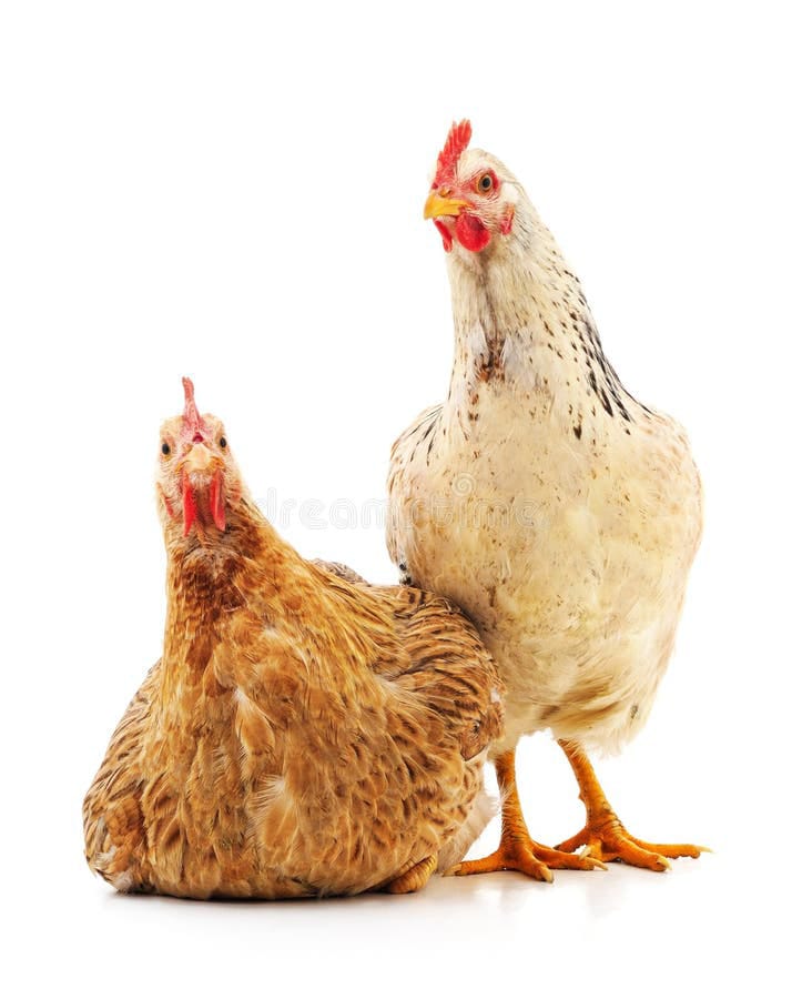 வளர்ப்பு